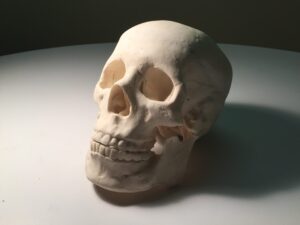 Adult Skull for X-Ray CT, US, MRI - True Phantom Solutions