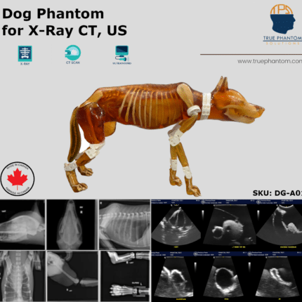 veterinary dog Test phantom for radiology training. Useful for radiography, X-Ray, CT, MRI, Ultrasound, US