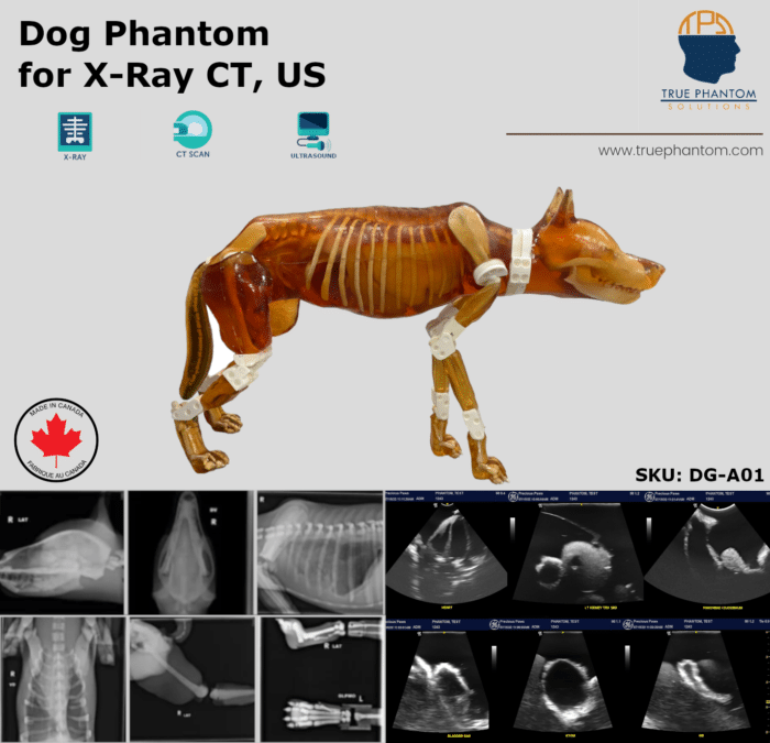 veterinary dog Test phantom for radiology training. Useful for radiography, X-Ray, CT, MRI, Ultrasound, US