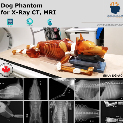 veterinary dog Test phantom for radiology training. Useful for radiography, X-Ray, CT, MRI, Ultrasound, US