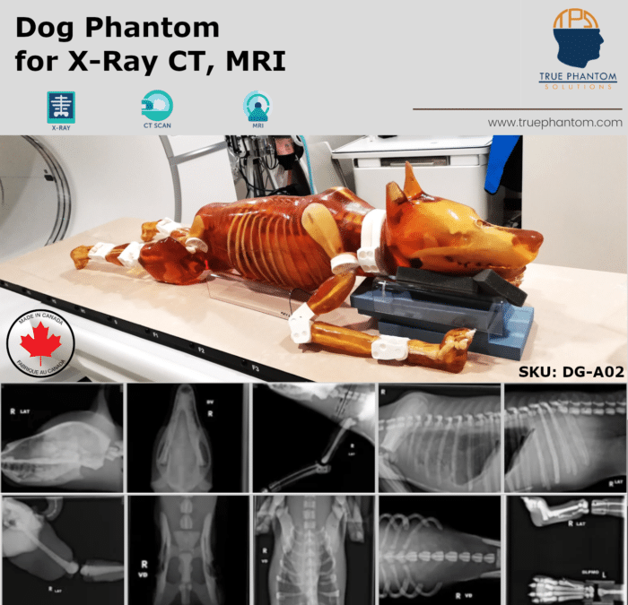 veterinary dog Test phantom for radiology training. Useful for radiography, X-Ray, CT, MRI, Ultrasound, US