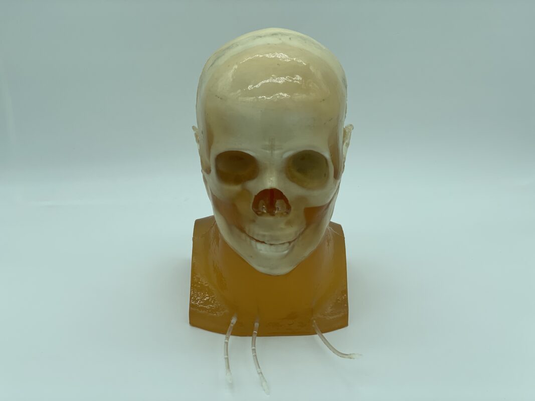 Adult Head Phantom for radiography, X-Ray, CT, MRI, US, ultrasound