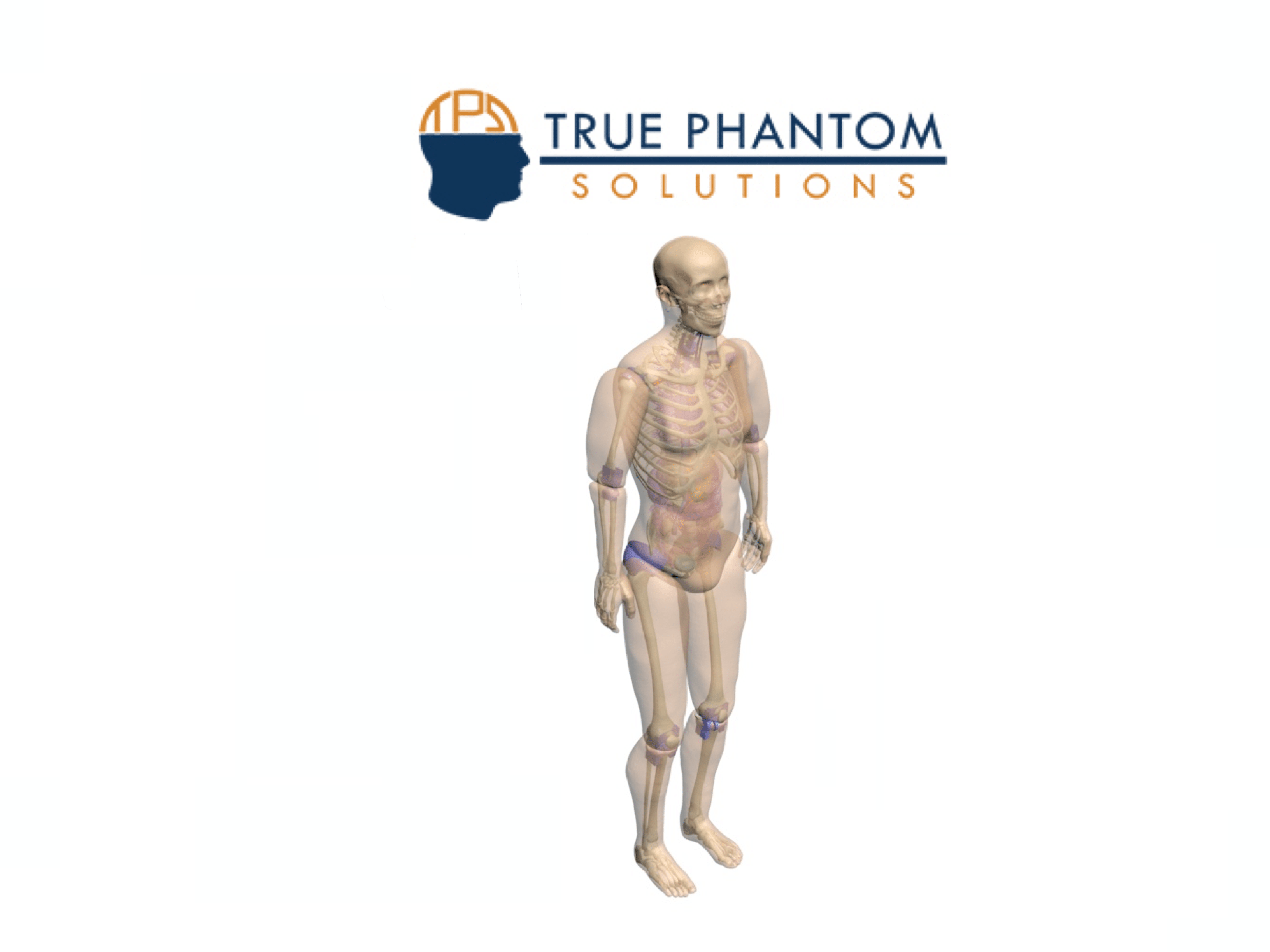 Adult Full Human Body Phantom For X Ray Ct Mri Training