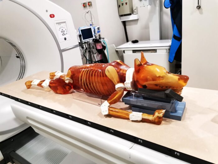 Dog Phantom for X-Ray CT, MRI by True Phantom Solutions