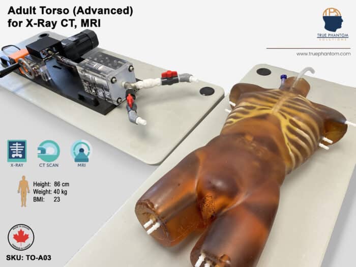 Torso Phantom with beating heart for Radiography X-Ray, CT, MRI, US, ultrasound