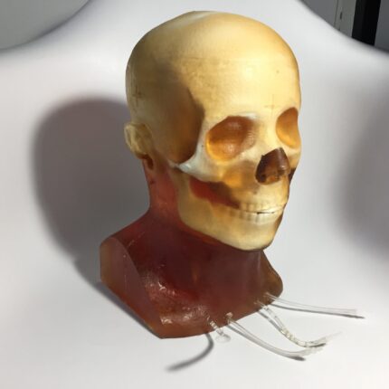 Dynamic head phantoms for radiography, X-Ray, CT, MRI, US, ultrasound