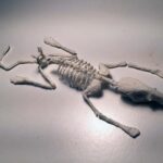 Rat Phantom Skeleton for X-Ray Radiography, MRI, CT, ultrasound, US training test phantom