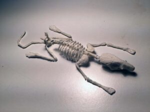 Scientists create 3D-printed copy of living rat's skeleton