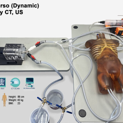 Torso Phantom with beating heart and breathable lungs for Radiography X-Ray, CT, MRI, US, ultrasound