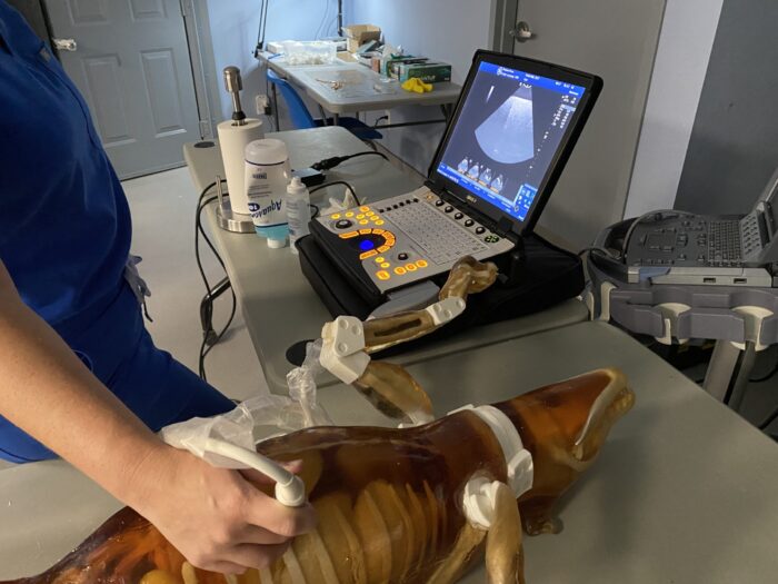 Dog Phantom for X-Ray CT, Ultrasound by True Phantom Solutions