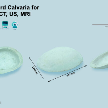 Calvaria Phantom for radiography training X-Ray, CT, MRI, ultrasound, US