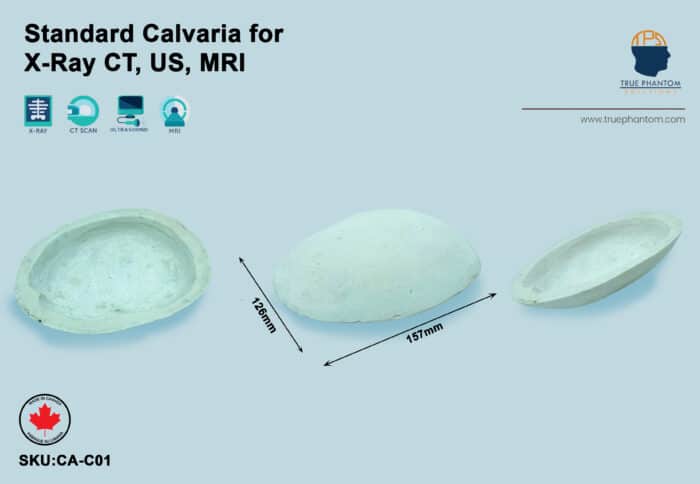 Calvaria Phantom for radiography training X-Ray, CT, MRI, ultrasound, US