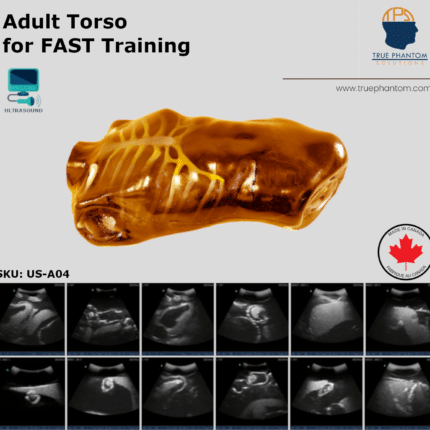 Adult Test Phantom FAST torso for training in FAST protocol using ultrasound US