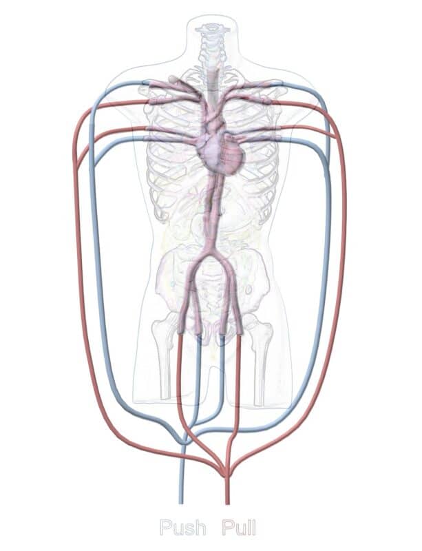 Torso Phantom with beating heart for Radiography X-Ray, CT, MRI, US, ultrasound